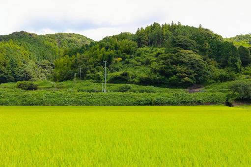 田んぼの風景1・初秋 田んぼの風景1・初秋 田んぼ,水田,稲の写真素材