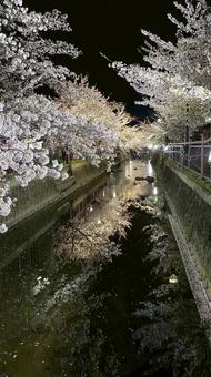 夜桜 夜桜の写真