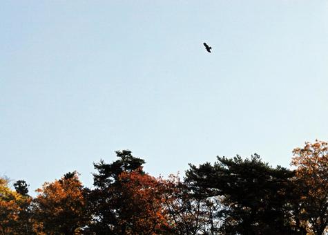 秋の森の上空を飛ぶ鳶 秋,秋空,快晴の写真素材