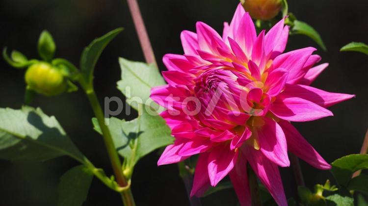 ダリアの花 秋,花,ダリアの写真素材