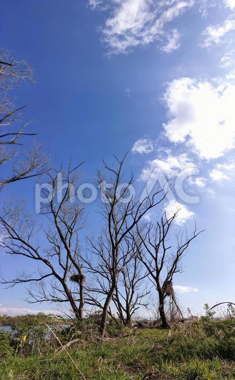 そびえ立つ冬の枯れ木 冬,枯れ木,晴れの写真素材