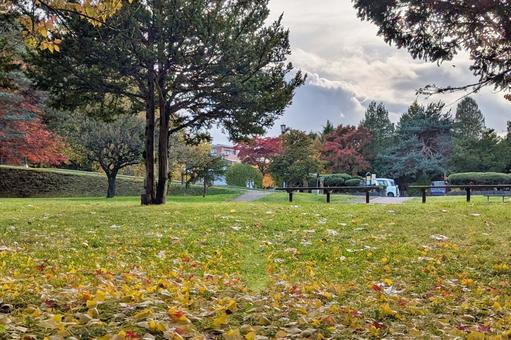 紅葉 紅葉,秋,紅葉狩りの写真素材
