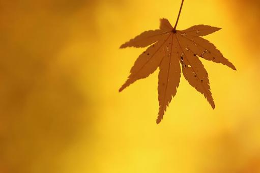 色づく紅葉 色づく紅葉の写真