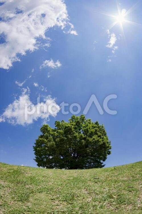 青空の下の大樹 大樹,大木,青空の写真素材
