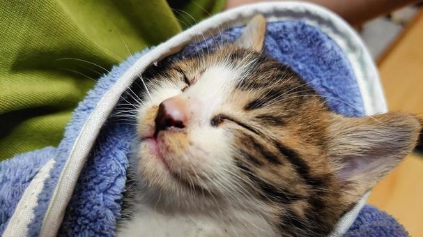 眠る子猫 眠る子猫 猫,子猫,寝るの写真素材