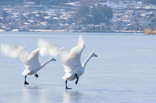 凍結した湖面を駆けるハクチョウ 野鳥,鳥,白鳥の写真素材