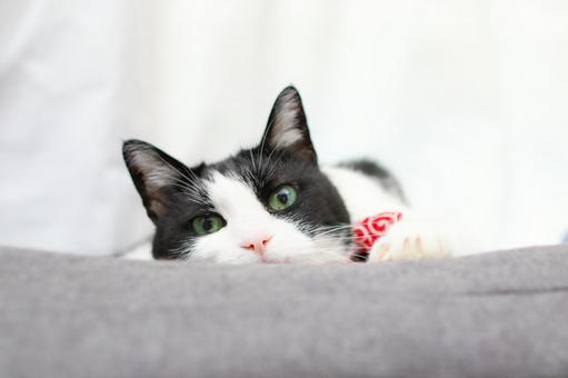 みてるよ みてるよの写真