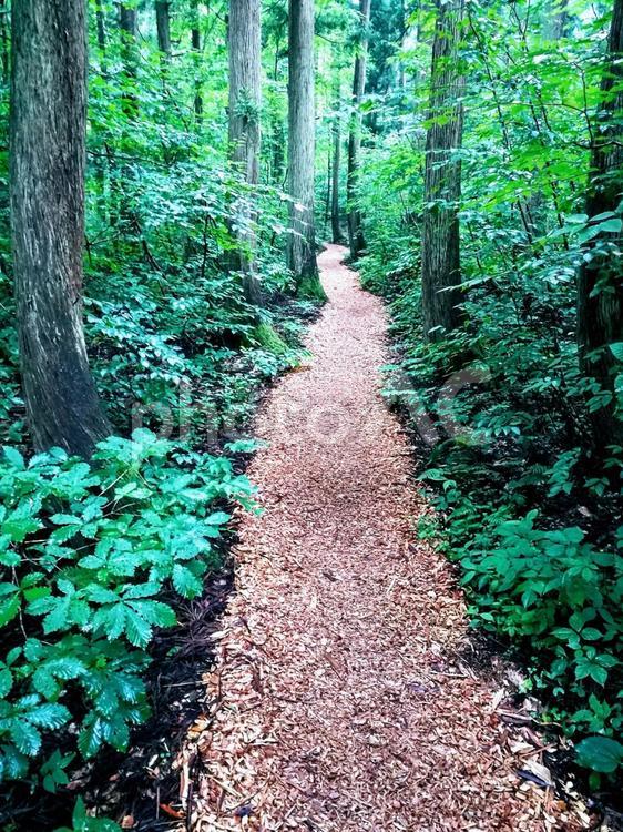 森の中の道 道,森,木の写真素材