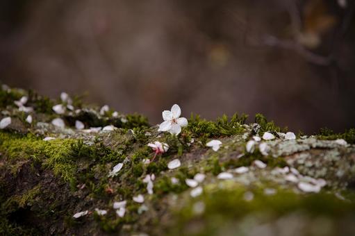 春の呼吸の写真