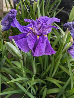紫のショウブ ショウブ,花,flowerの写真素材