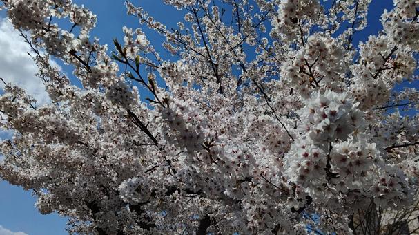 Photo, cherry blossoms, yoshino cherry tree, full bloom, 