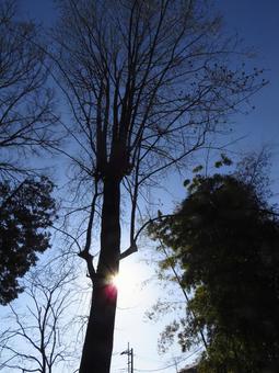 冬木立 枯れ木,冬空,木の写真素材