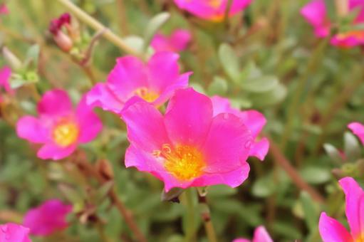 初夏から秋まで咲く庭のポーチュラカの花2 初夏から秋まで咲く庭のポーチュラカの花2の写真