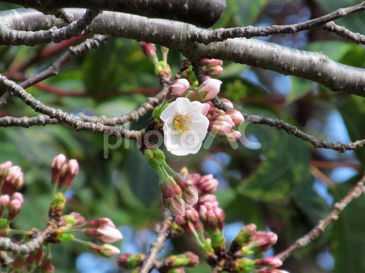 桜の花とつぼみ 季節,春,桜の写真素材