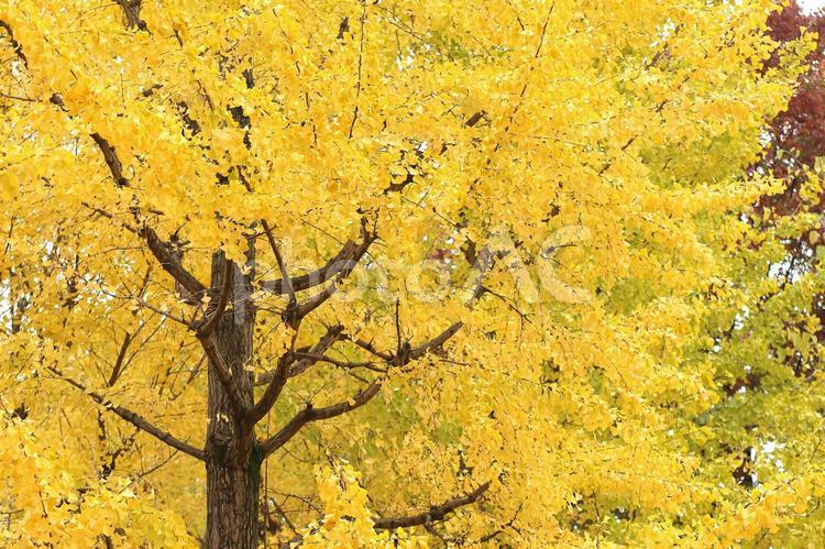 イチョウ　銀杏　黄色い葉っぱ　秋のイメージ イチョウ,銀杏,いちょうの写真素材