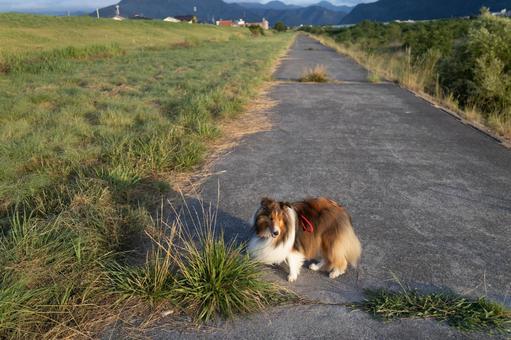 麗 レイ 麗 レイ 家庭犬,散歩,遊ぶの写真素材