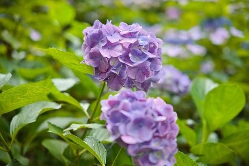アジサイ、紫陽花 アジサイ、紫陽花の写真