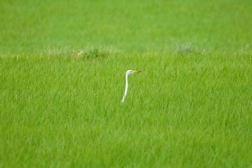 ダイサギ ダイサギの写真