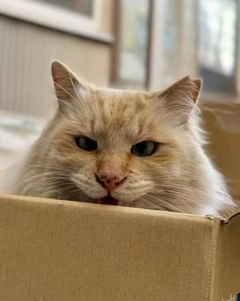 ノラ猫 シロ ノラ猫 シロの写真