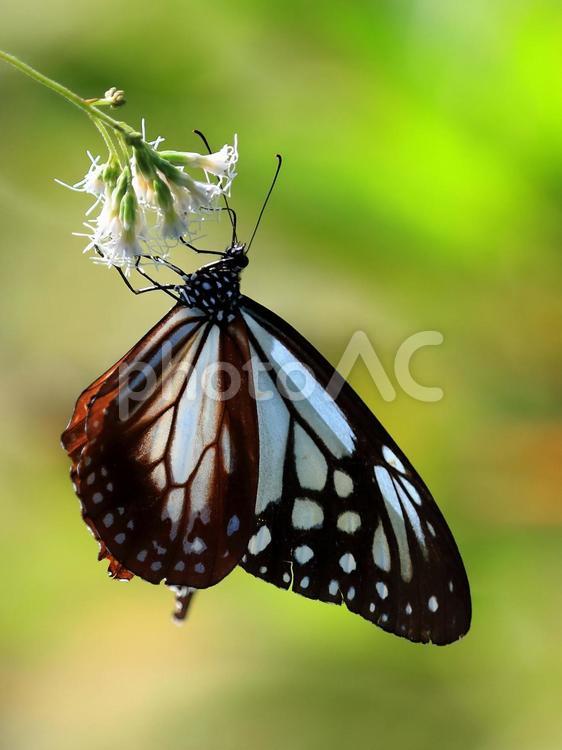 アサギマダラ アサギマダラ,蝶,蝶々の写真素材