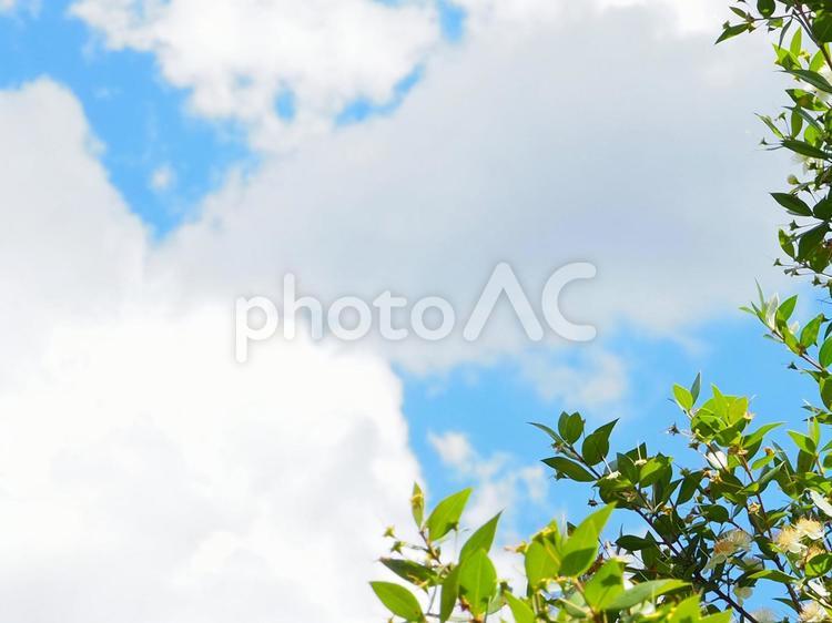 さわやかな空と葉と白い花 フレーム 空,葉,フレームの写真素材