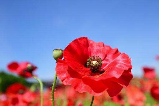 ポピーの花 ポピーの花の写真