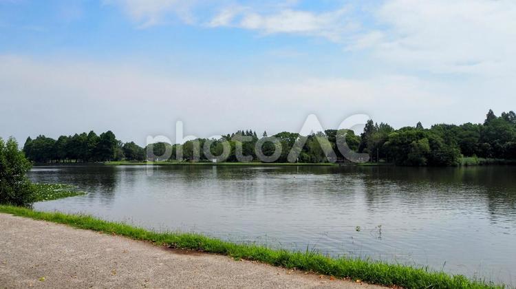 夏の水元公園・池の畔の散歩道（葛飾区） 夏,水元公園,池の写真素材