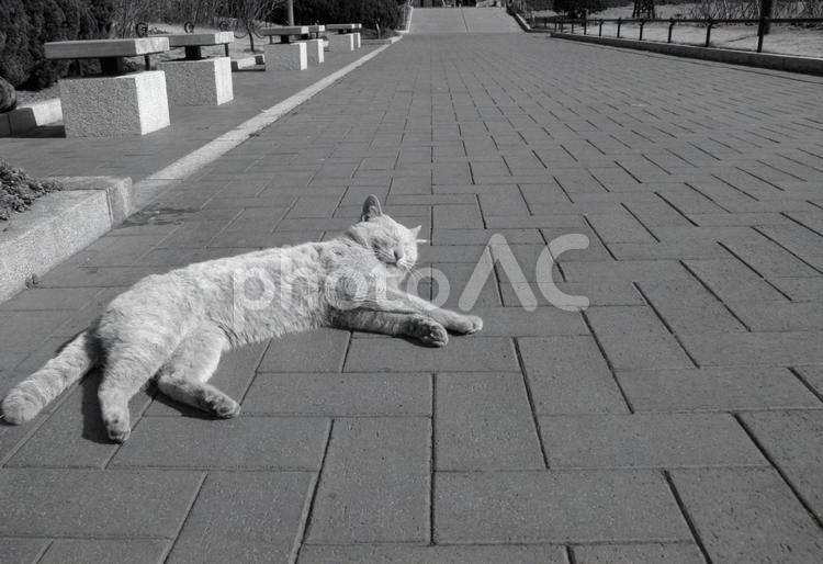 昼下がりの公園 昼下がりの公園,猫,野良猫の写真素材