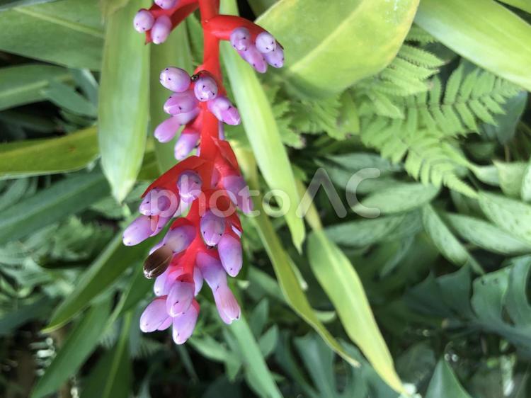 毒々しい色をした花 登山,植物,アウトドアの写真素材