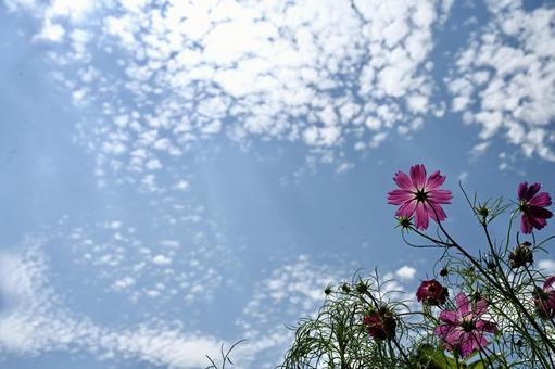 秋空とコスモス 秋空とコスモス 空,秋空,コスモスの写真素材