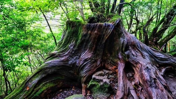根っこがいろんな方向に根付いている切り株 切り株,森,綺麗なの写真素材