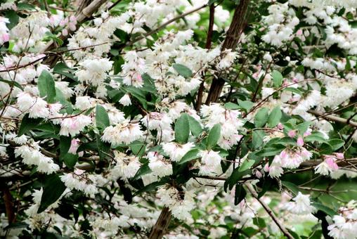 Photo, utagi, sarasa tutsugi, white, 