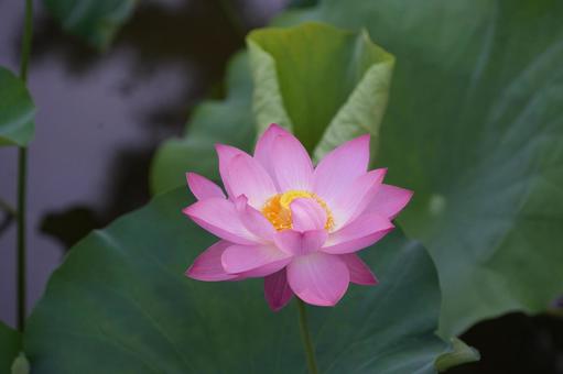 Lotus, JPG