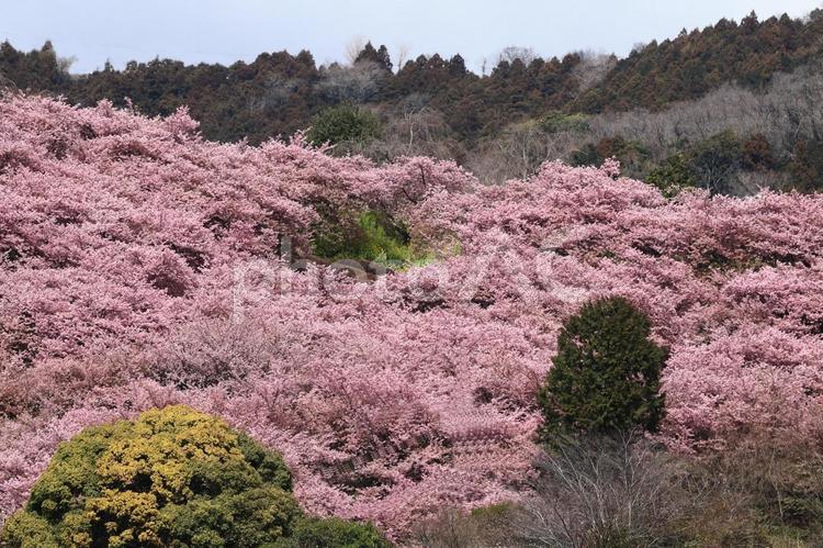 伊豆発祥の早咲き桜 河津桜,花,バラ科の植物の写真素材