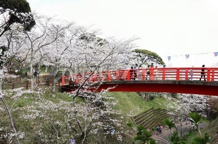 小見川城址公園の桜（千葉県） 桜,公園,橋の写真素材