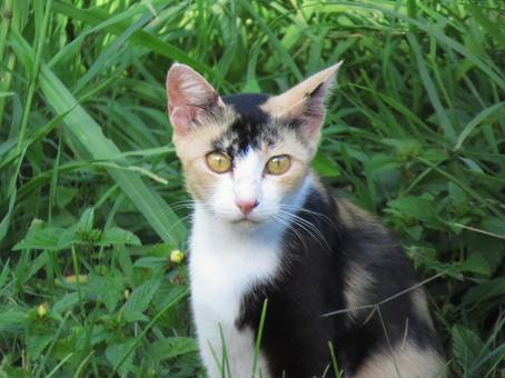 Park cat Naha City, Okinawa Prefecture, JPG Park cat Naha City, Okinawa Prefecture, JPG