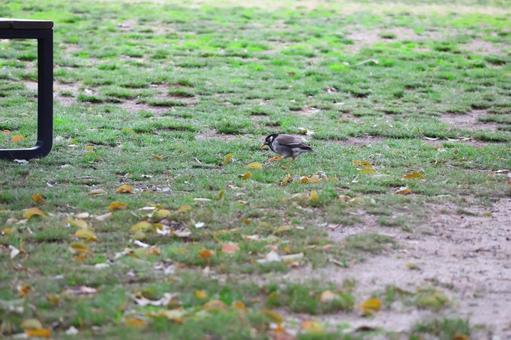 公園のムクドリ 公園のムクドリの写真