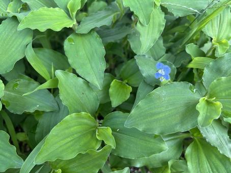 マルバツユクサの青い花 マルバツユクサの青い花 マルバツユクサ,雑草,花の写真素材