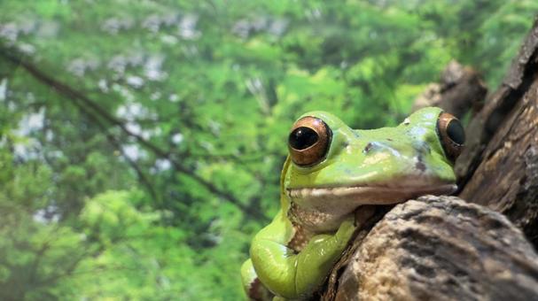 木の枝の雨蛙(アマガエル)アップ 木の枝の雨蛙(アマガエル)アップの写真