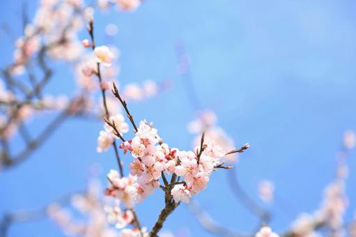 ピンクの桜の写真