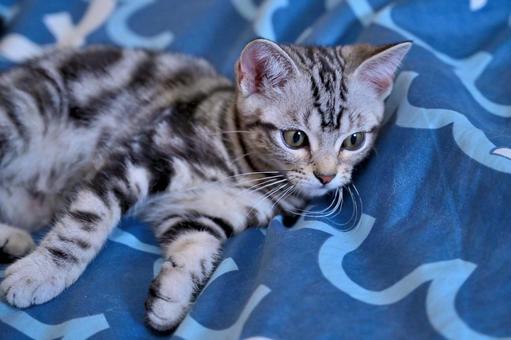 くつろぐ子猫 くつろぐ子猫 子猫,kitten,ねこの写真素材