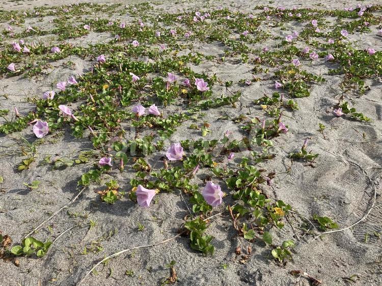 浜辺に咲くハマヒルガオの群生・初夏の訪れ ハマヒルガオ,群生,花畑の写真素材