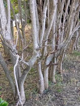 マルス・シルウェストリスの並木 マルス・シルウェストリス,並木,木の写真素材