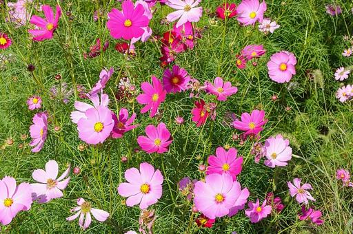 コスモス　クローズアップ コスモス,秋桜,コスモス園の写真素材