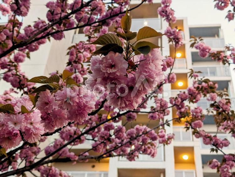 ハート形に集まっているヤエザクラ 花,八重桜,ヤエザクラの写真素材