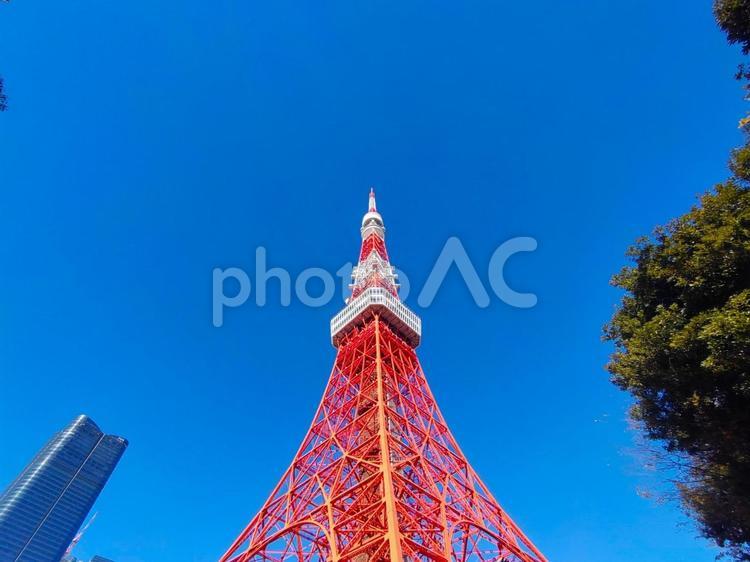 写真素材：青空の東京タワー2 東京,タワー,晴天の写真素材