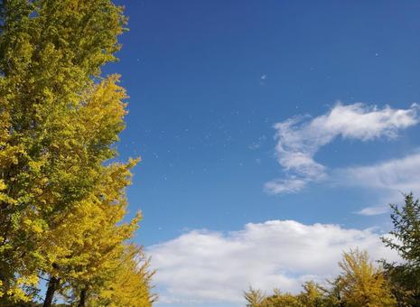銀杏散る 銀杏,並木,落ち葉の写真素材