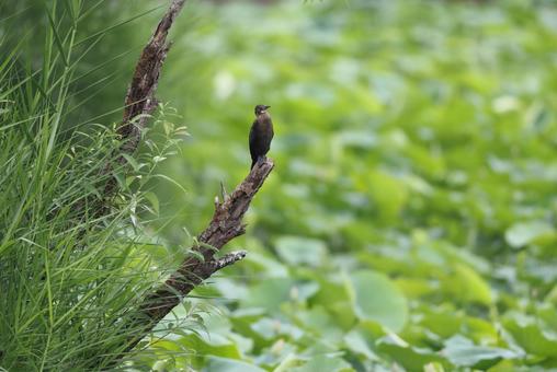 インドヒメウの写真