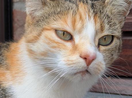 野良猫 三毛猫 野良猫 三毛猫の写真
