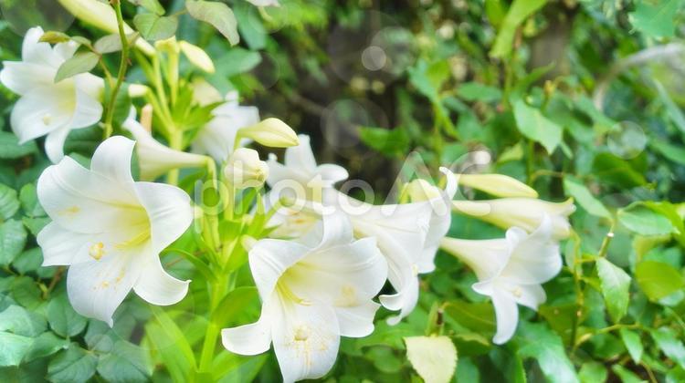 真っ白な可愛いユリの花（１） 百合,ユリ,ゆりの写真素材
